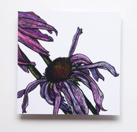 Rachel Meehan, pictures and words... - Blank Floral Greeting  Card -  Echinacea on White