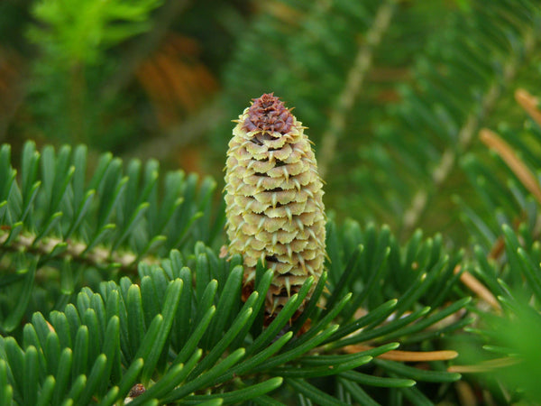 Living Christmas Tree | Seed Grow Kit-Fraser Fir
