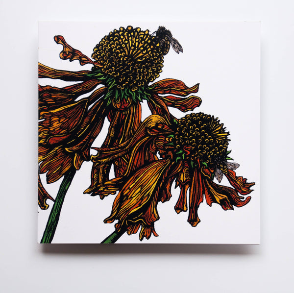 Rachel Meehan, pictures and words... - Blank Floral Greeting  Card -  Helenium on White