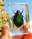 Preserved Bug Specimen in Acrylic