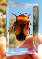 Preserved Bug Specimen in Acrylic