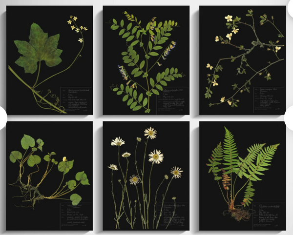 Dark Botanicals  from Pressed Plant Herbarium Specimen