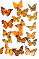 Transparent Butterfly & Purple Flower Stickers