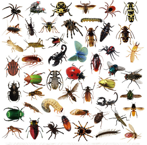 Bug Collection Sticker Pack