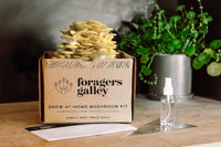Foragers Galley - Golden Oyster Mushroom Grow-at-Home Kit