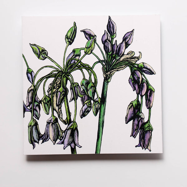 Rachel Meehan, pictures and words... - Blank Floral Greeting  Card - Allium Nectarscordum on White